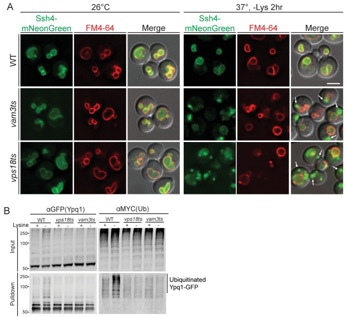 Figure 2—figure supplement 1.