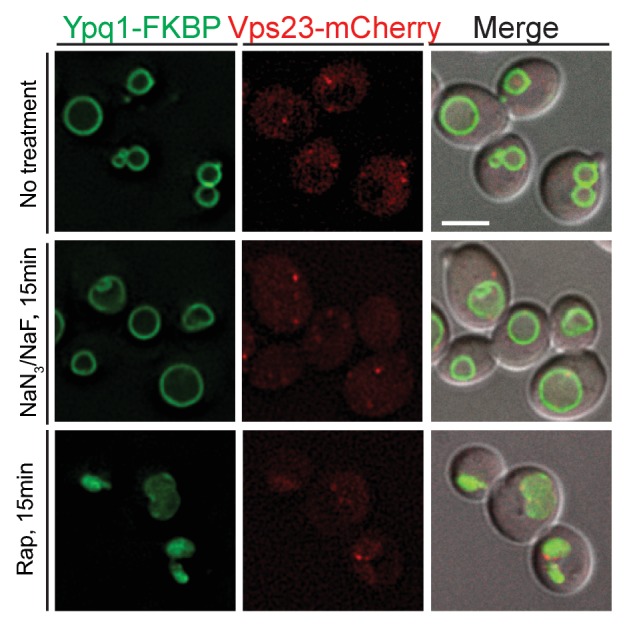 Figure 6—figure supplement 2.