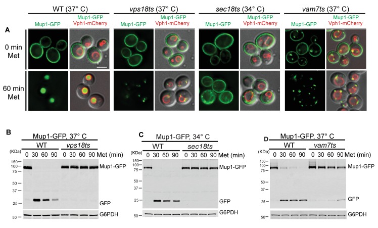 Figure 3—figure supplement 1.