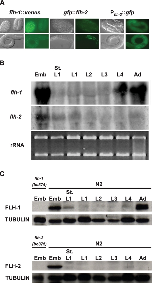 Figure 6.