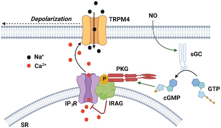 Graphical Abstract