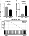 Figure 3. UBE2T induces EMT in oral cancer cells. (A and B) The expression levels of an epithelial cell marker E–cadherin and a mesenchymal cell marker vimentin in Ctrl SAS cells and UBE2T SAS cells (...