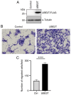 Figure 2. UBE2T enhances migration of oral cancer cells. Ctrl SAS cells and UBE2T SAS cells (UBE2T) were established by infecting SAS–Fucci cells with empty lentivirus or lentivirus expressing FLAG–ta...