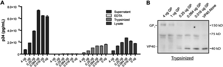 FIG 6