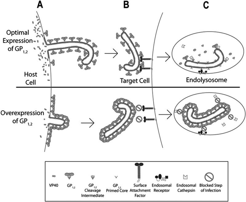 FIG 8