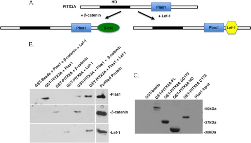 FIGURE 11.