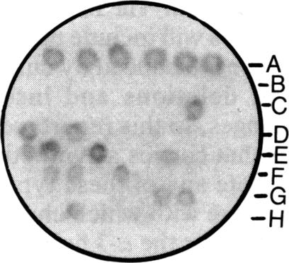 graphic file with name pnas00344-0140-a.jpg