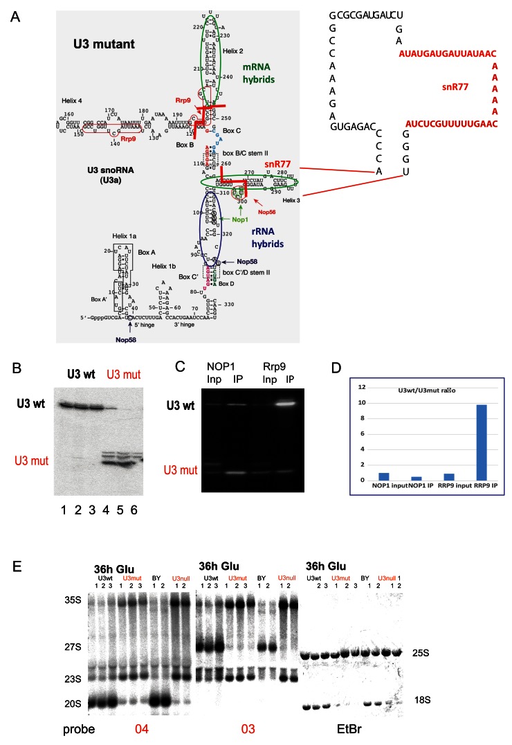 Figure 4. 