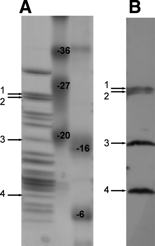 FIG. 6.