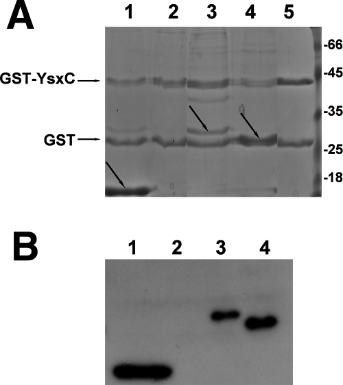 FIG. 7.