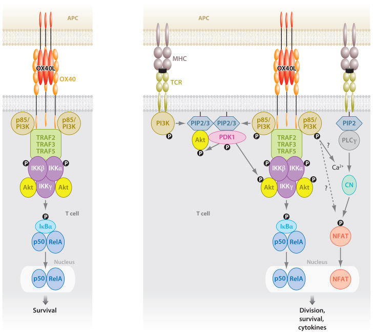 Control of Immunity by the TNFR-Related Molecule OX40 (CD134) - PMC