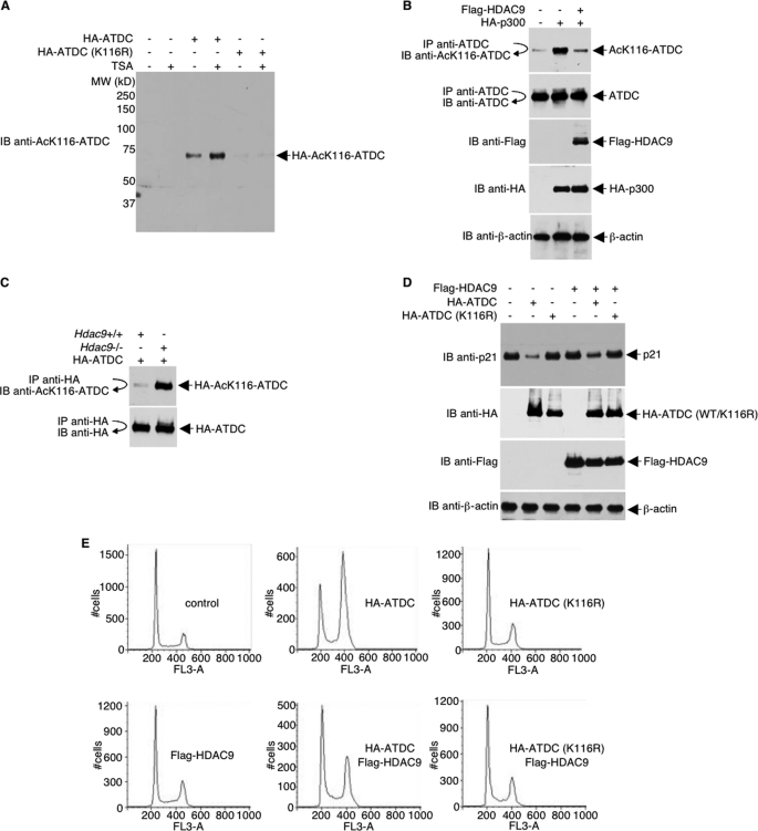 FIGURE 4.