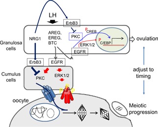 Figure Fig. 6