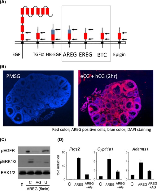 Figure Fig. 1