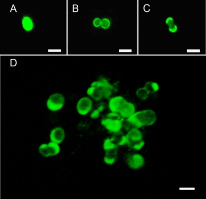 FIG. 2.