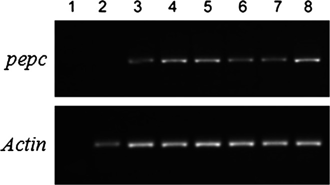 Fig. 4