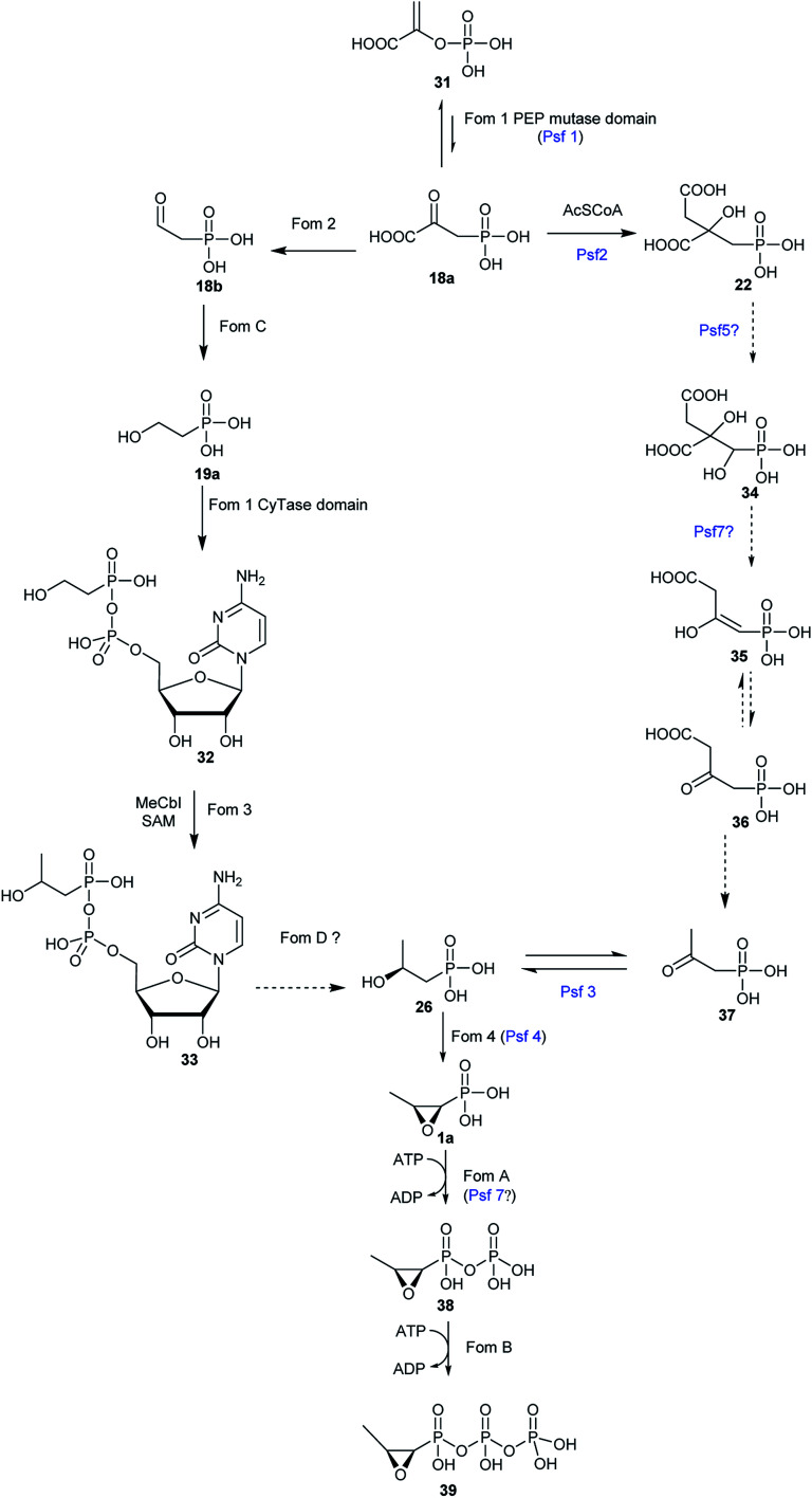 Fig. 5