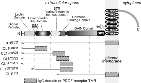 FIGURE 1.