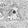 Fig. 9