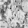 Fig. 13