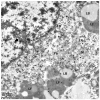 Fig. 12