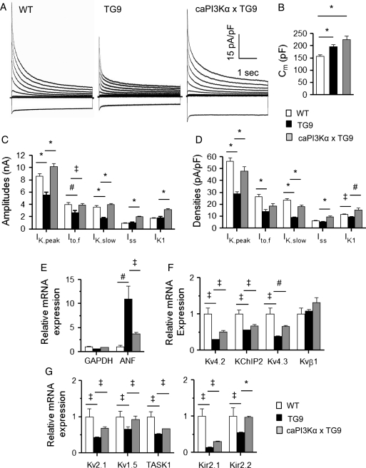 Figure 5