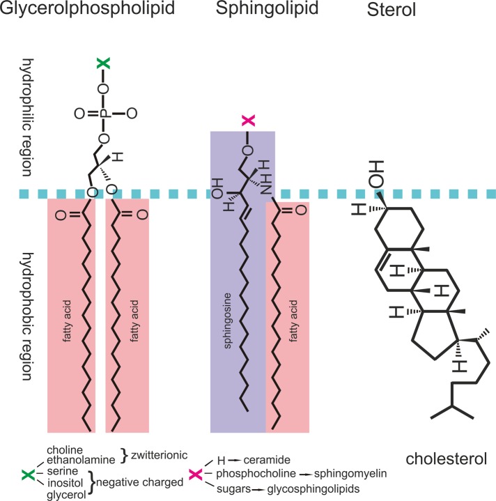 FIGURE 1: