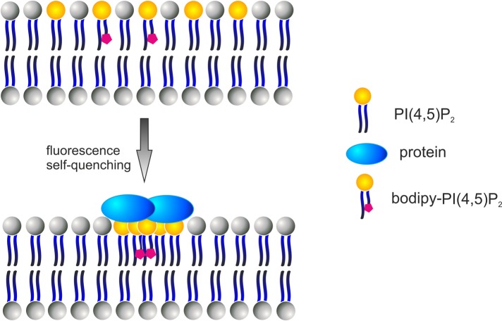 FIGURE 4: