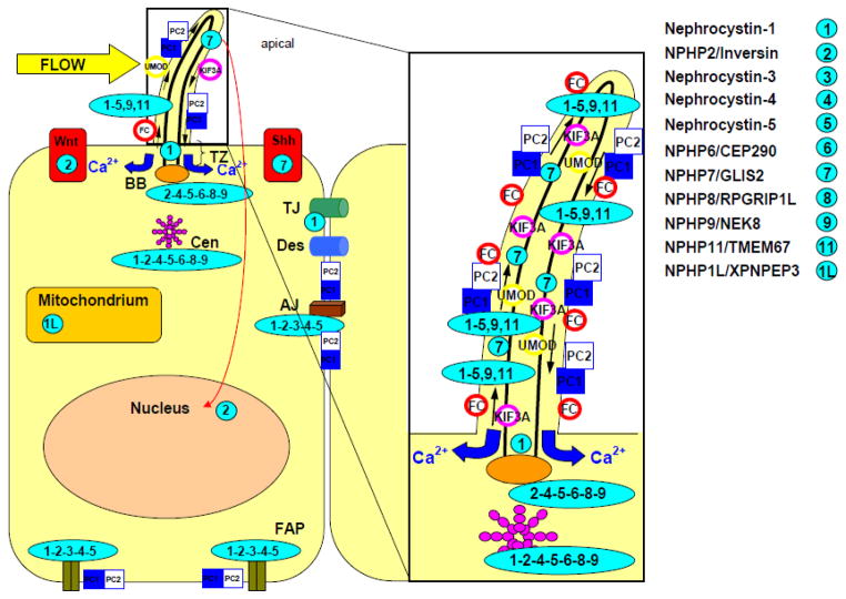 Fig 4