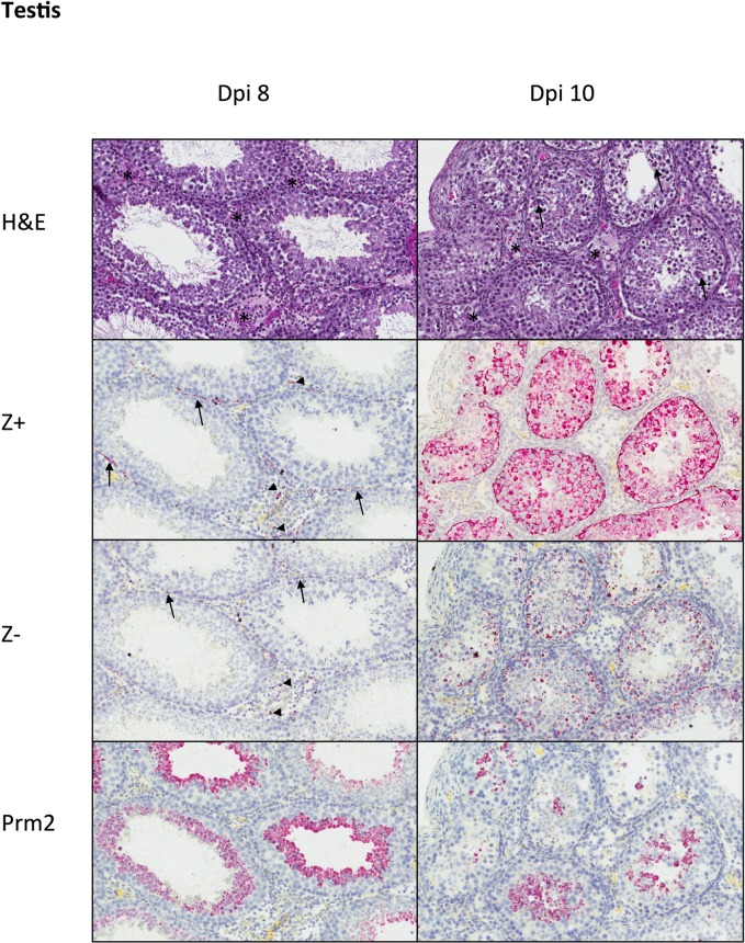 Fig 4