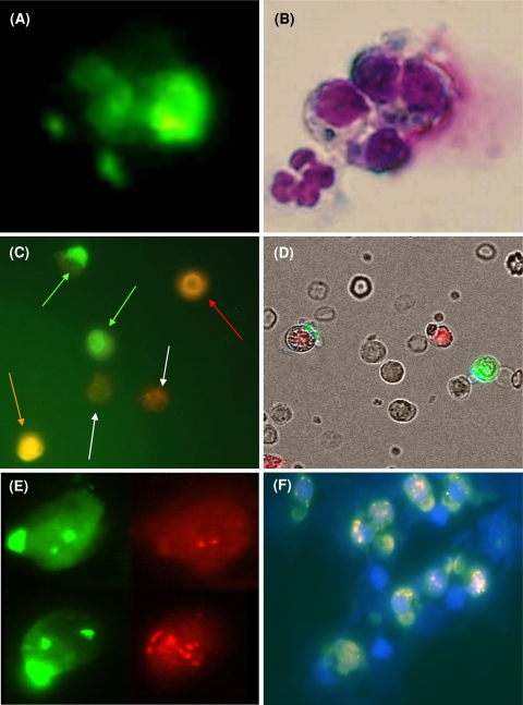 Fig. 1