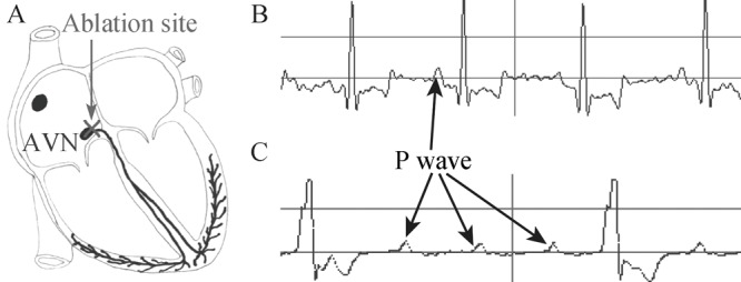 Figure 2.