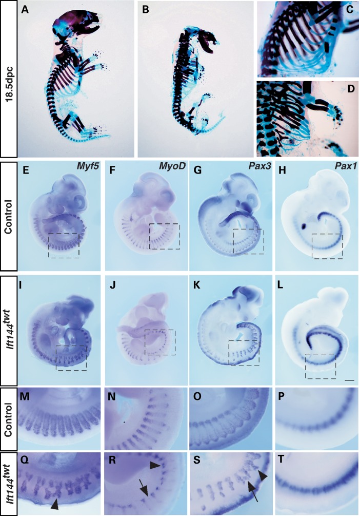 Figure 5.