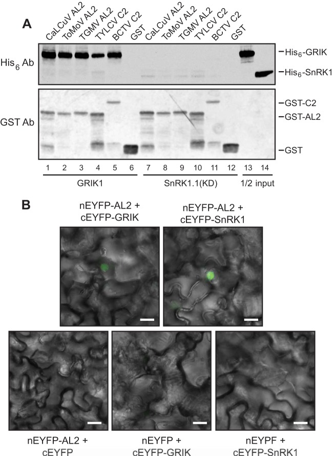 FIG 1