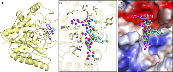 FIGURE 1