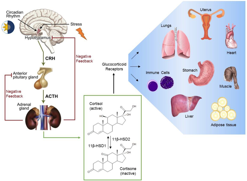 Figure 2: