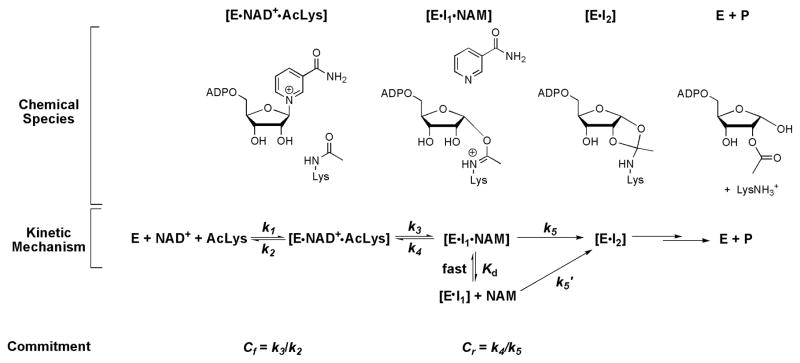 Scheme 3