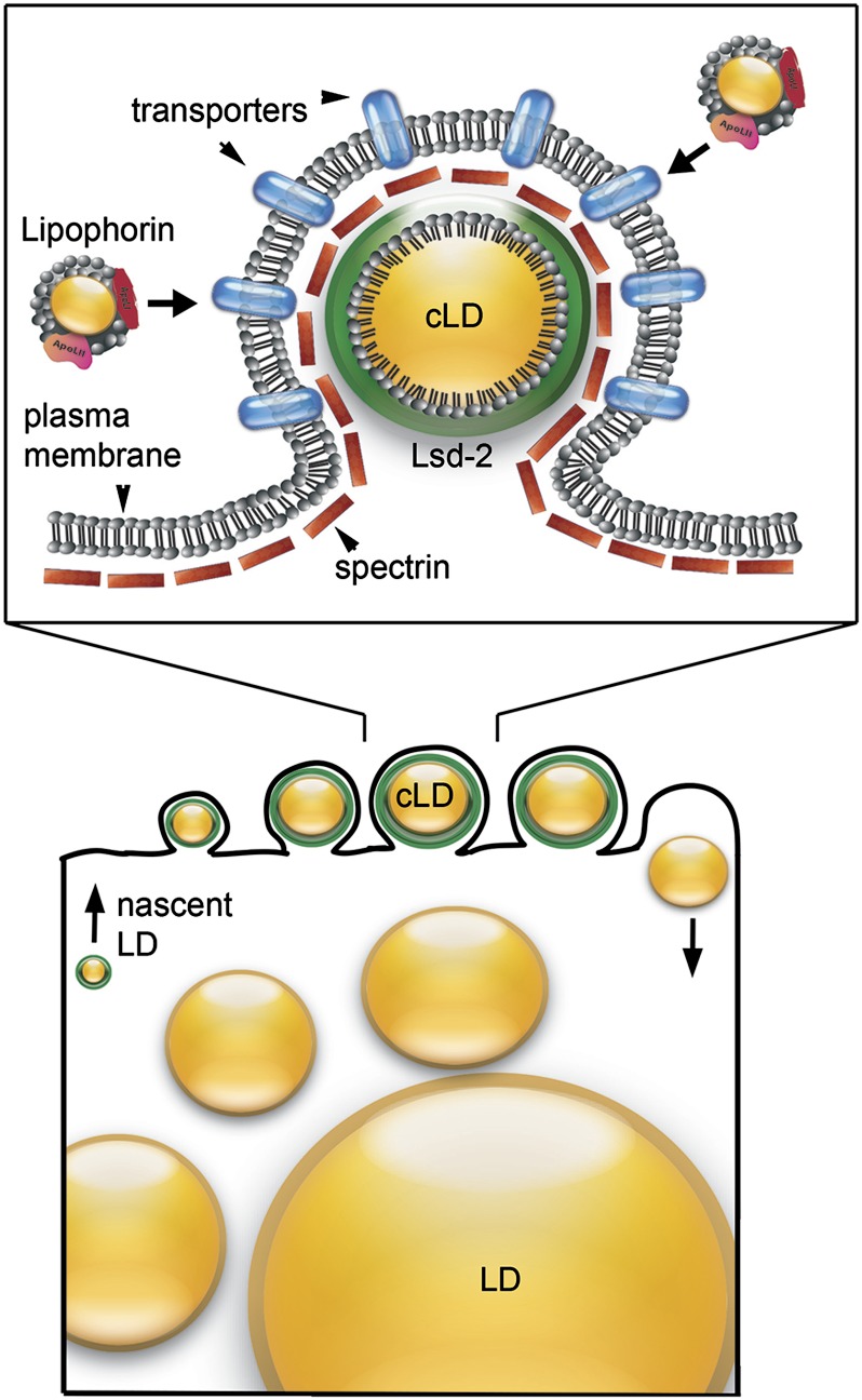 Figure 10