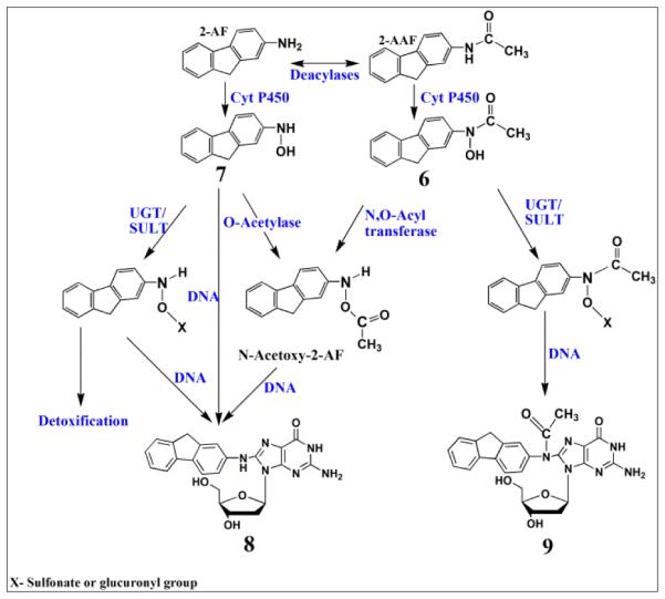 Scheme 5