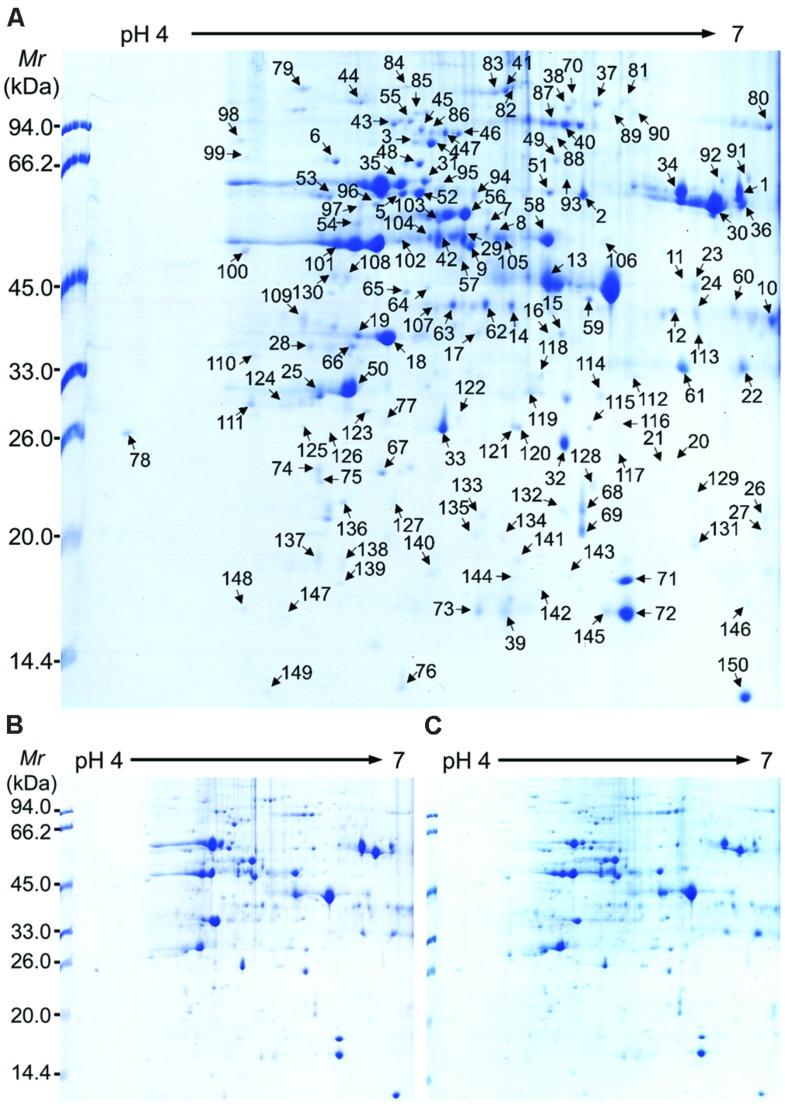 FIGURE 3