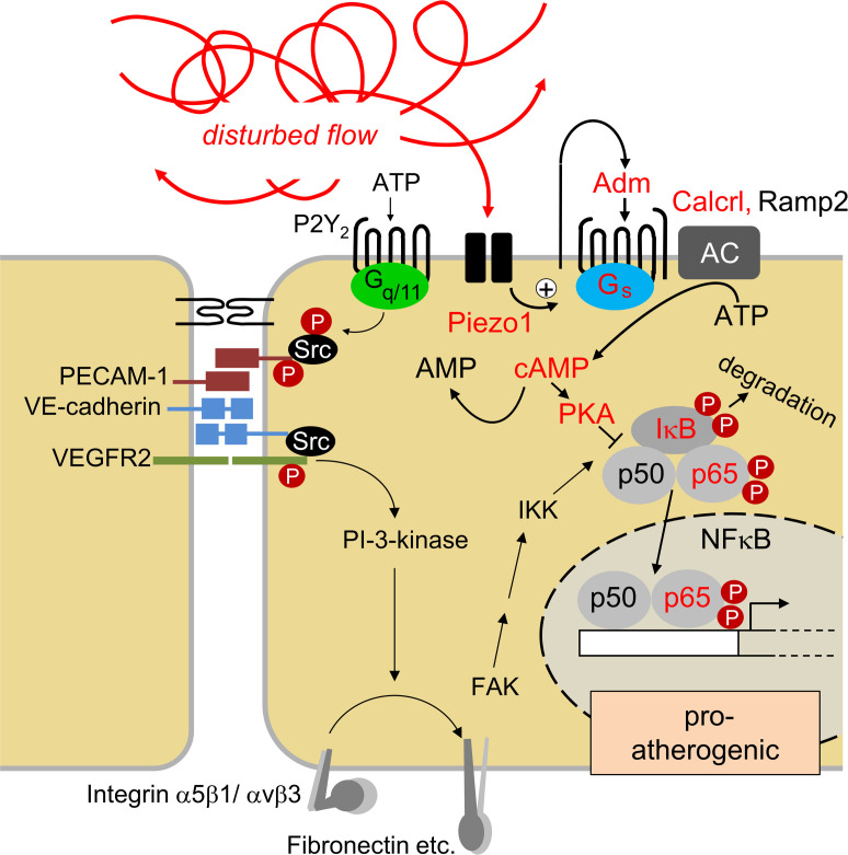 graphic file with name jciinsight-5-140485-g149.jpg