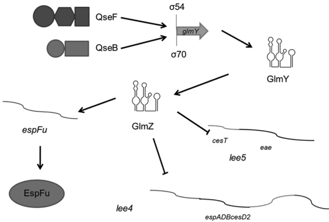 FIG 7 