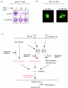 FIG. 9.