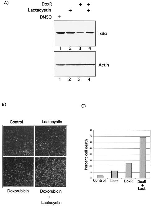 FIG. 8.