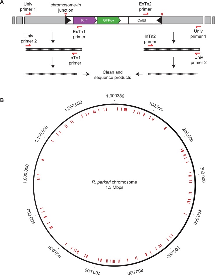 Fig 2