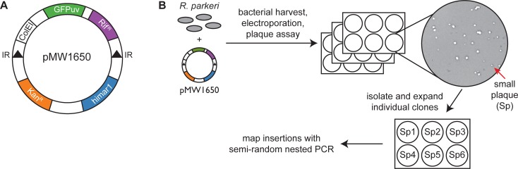 Fig 1