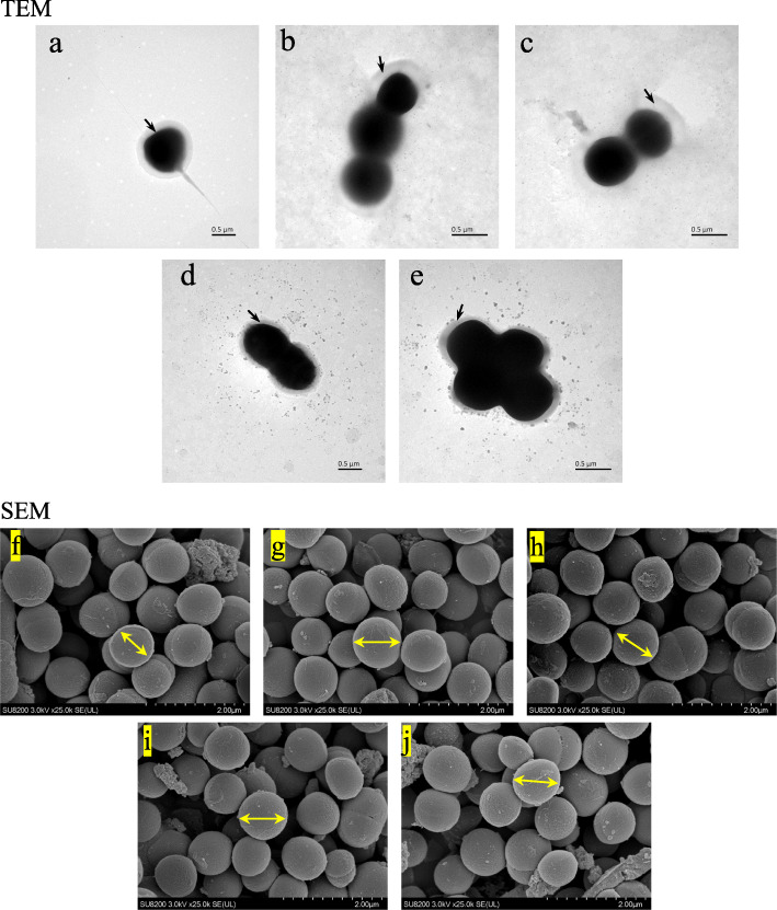 Fig. 5