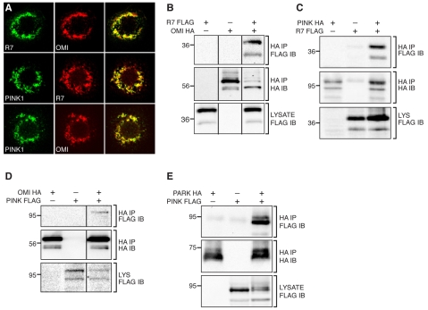 Fig. 3.