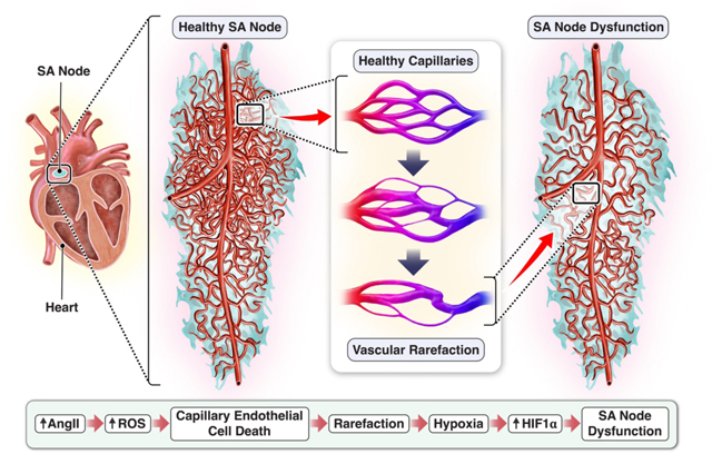 graphic file with name nihms-2108295-f0012.jpg