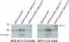 Figure 4B